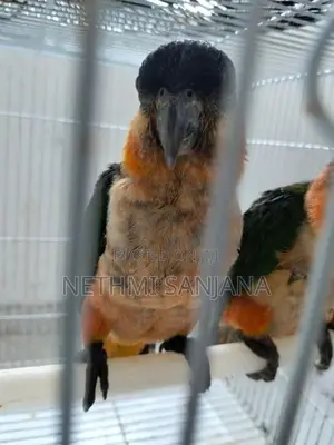 Black-Headed Parrot