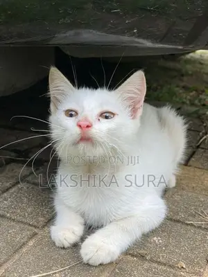 Pure White Mix Persian Kitten Male