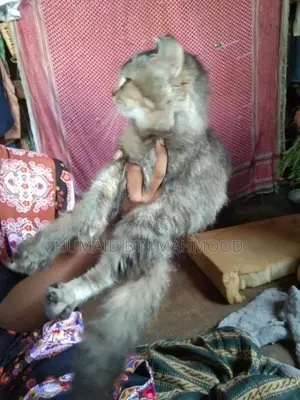 Persian Cat