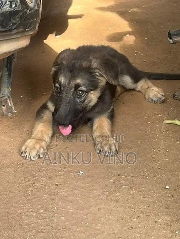 German Shepherd Puppies