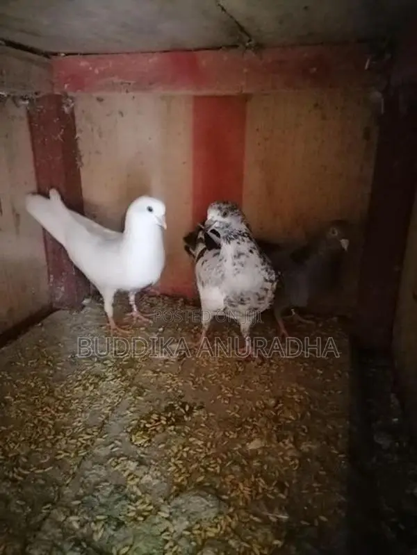Pigeons