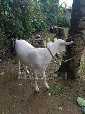 සනාන් වැස්සි