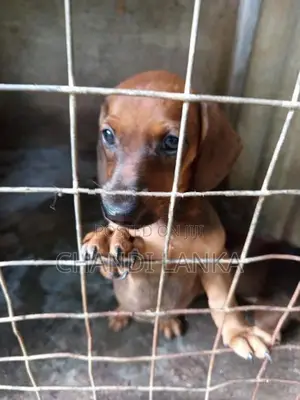 Dachshund Puppies