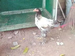 බ්‍රාමා සතුන්