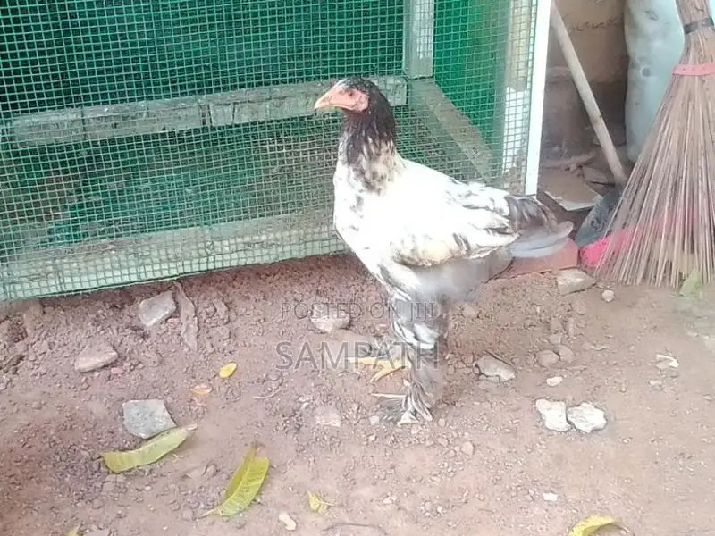 බ්‍රාමා සතුන්