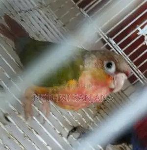 Pineapple Conure and Sun