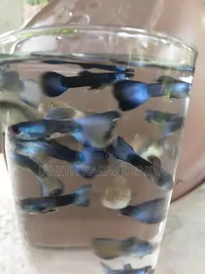 Guppy Moscow Blue