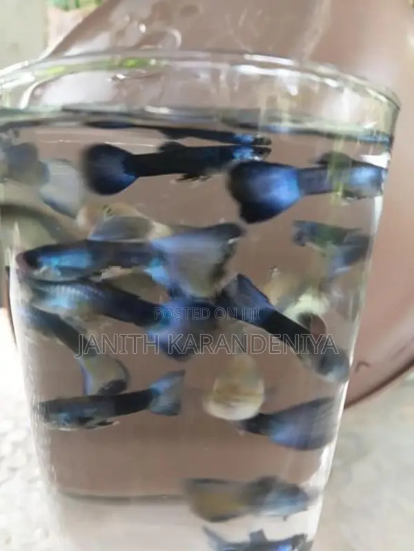 Guppy Moscow Blue