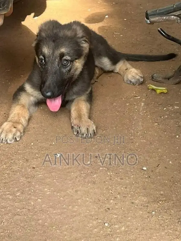 German Shepherd Puppies
