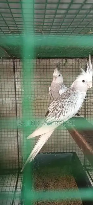 cocktail birds