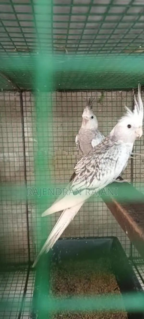 cocktail birds
