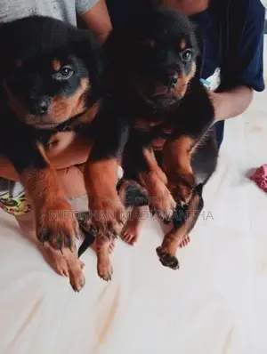 rottweiler puppies