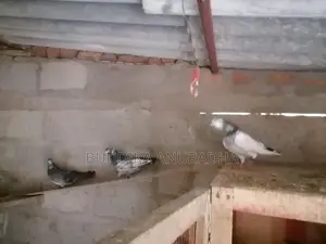 Pigeons