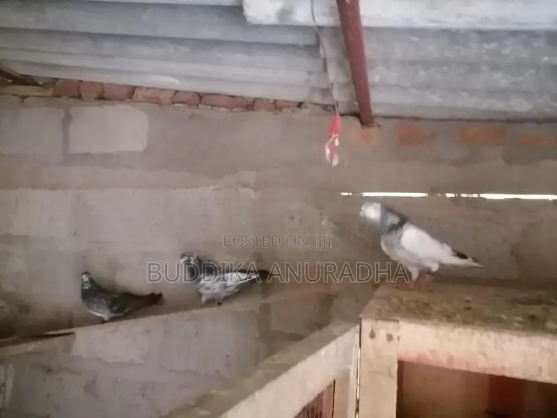 Pigeons