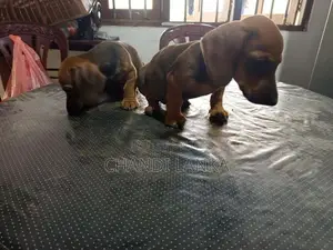 Dachshund Puppies