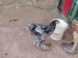 බ්‍රාමා සතුන්