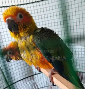 Pineapple Conure and Sun