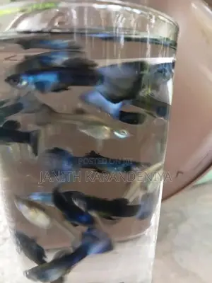 Guppy Moscow Blue