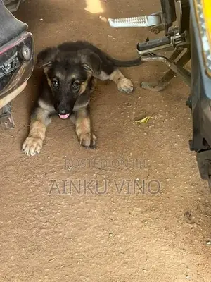 German Shepherd Puppies