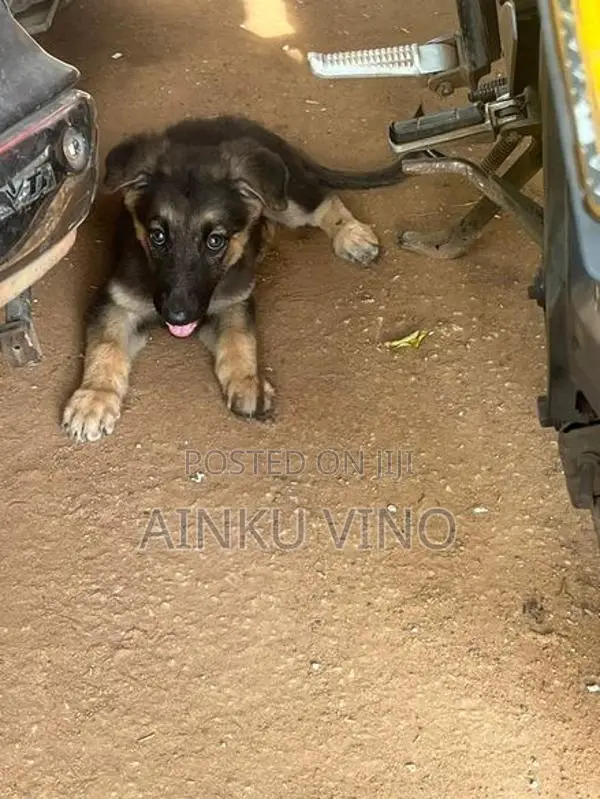 German Shepherd Puppies