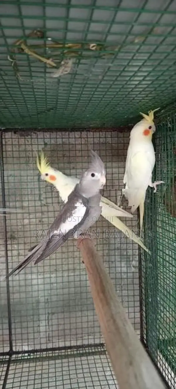 cocktail birds