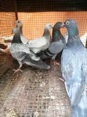Pigeons