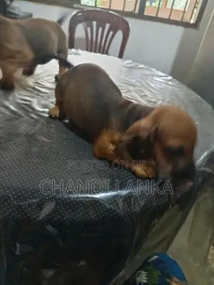 Dachshund Puppies