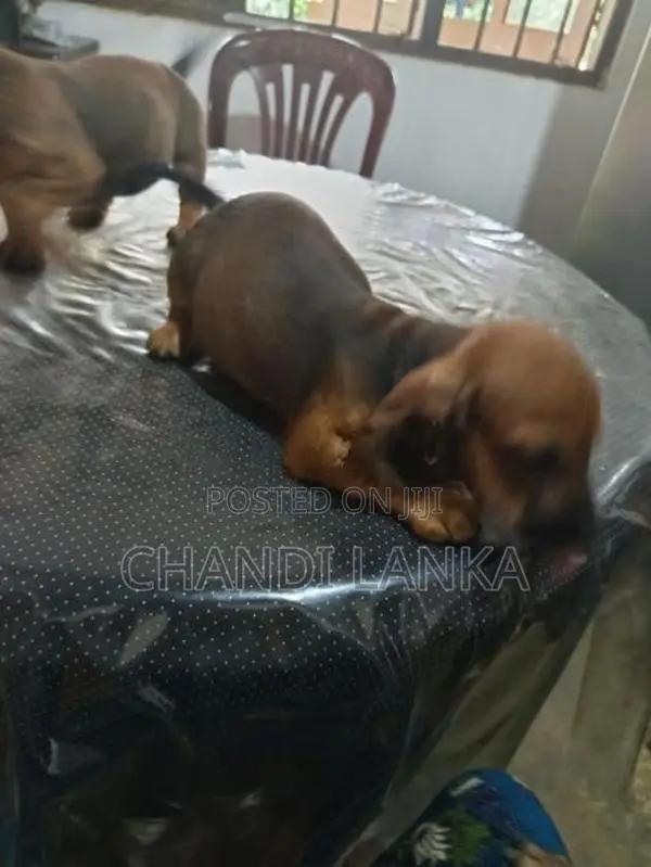 Dachshund Puppies