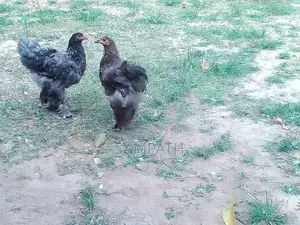 බ්‍රාමා සතුන්