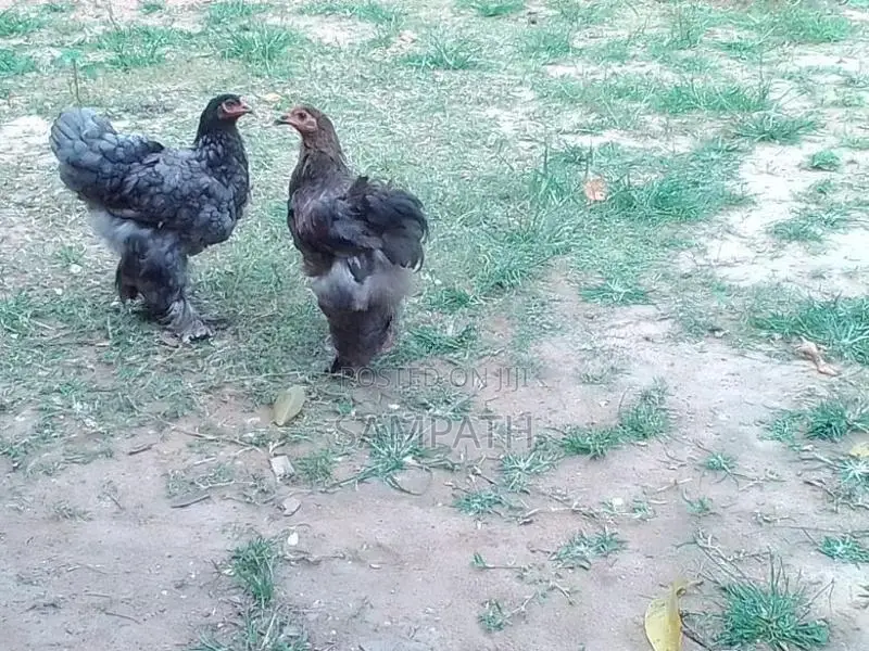 බ්‍රාමා සතුන්