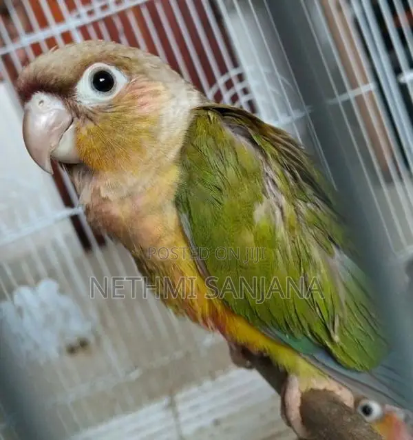 Pineapple Conure and Sun