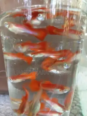 Guppy Moscow Blue