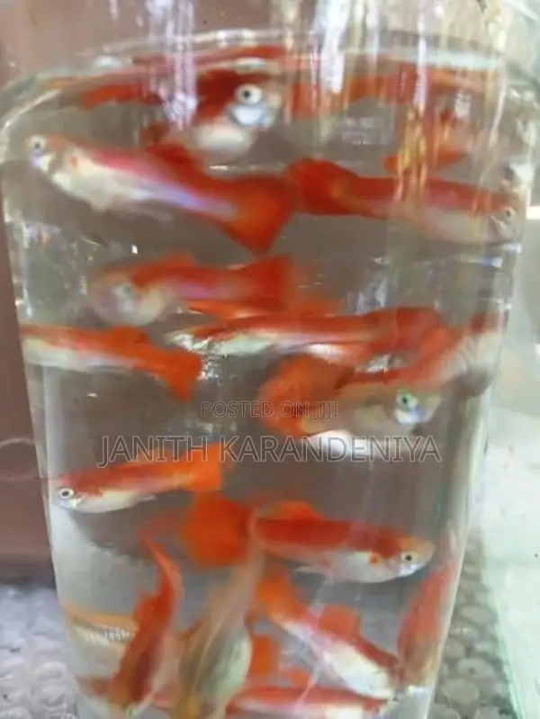 Guppy Moscow Blue