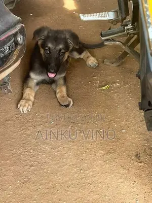 German Shepherd Puppies