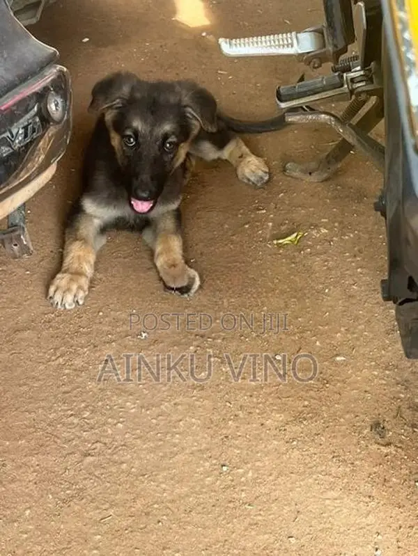 German Shepherd Puppies
