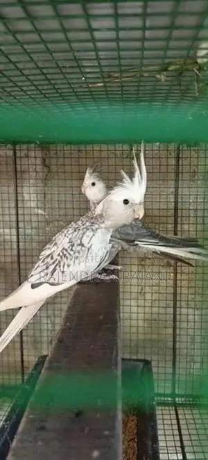cocktail birds