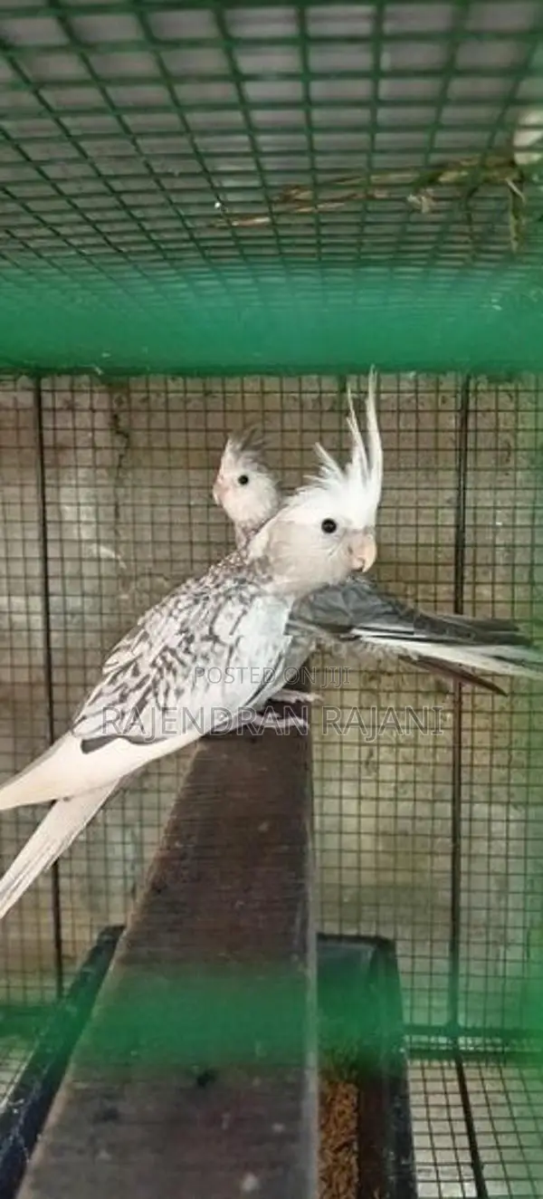 cocktail birds