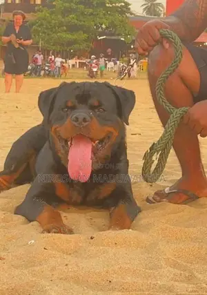 rottweiler puppies