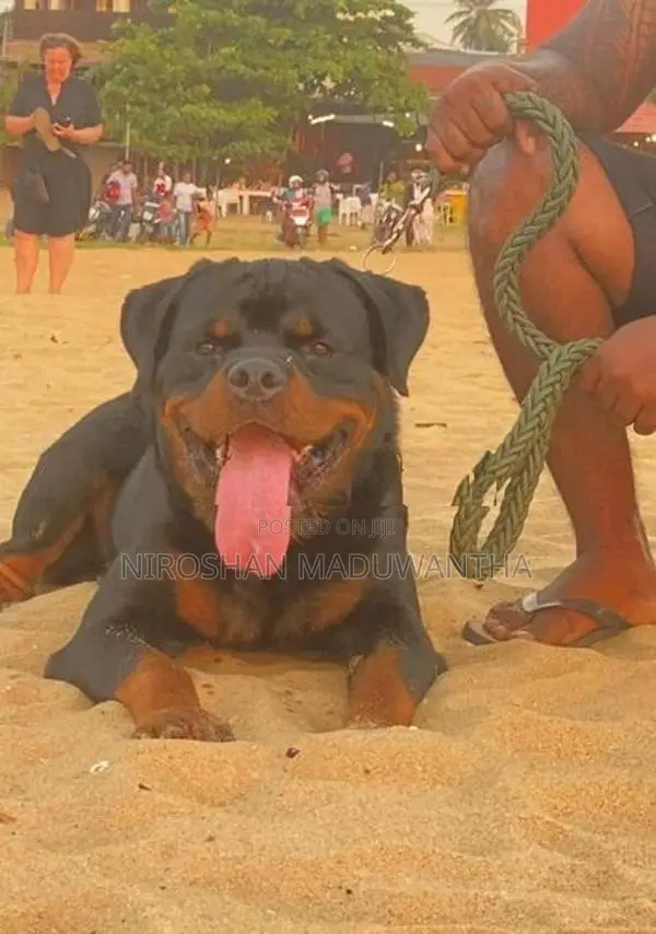 rottweiler puppies