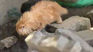 pure persion