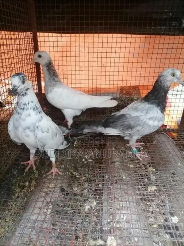Pigeons