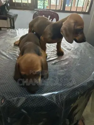 Dachshund Puppies