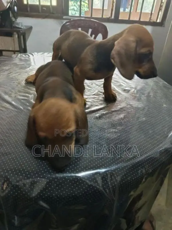 Dachshund Puppies