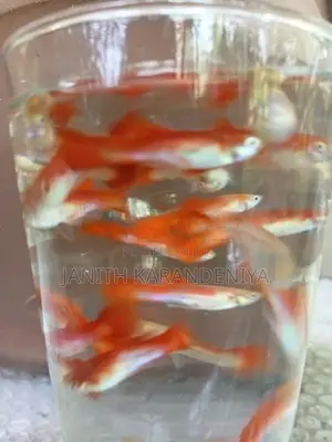 Guppy Moscow Blue