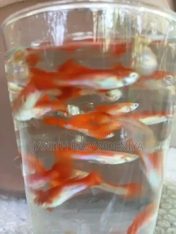 Guppy Moscow Blue