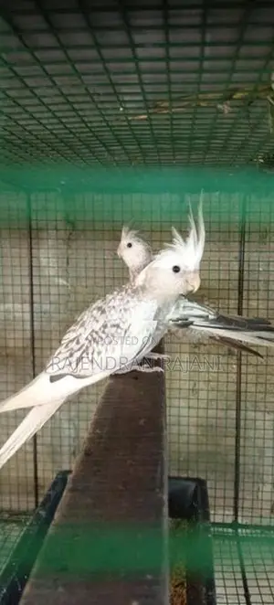 cocktail birds