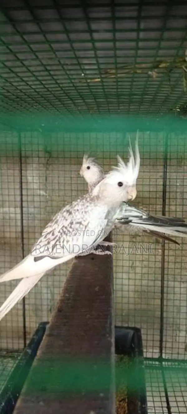 cocktail birds