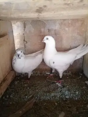 Pigeons