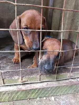 Dachshund Puppies