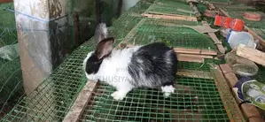 Rabbit